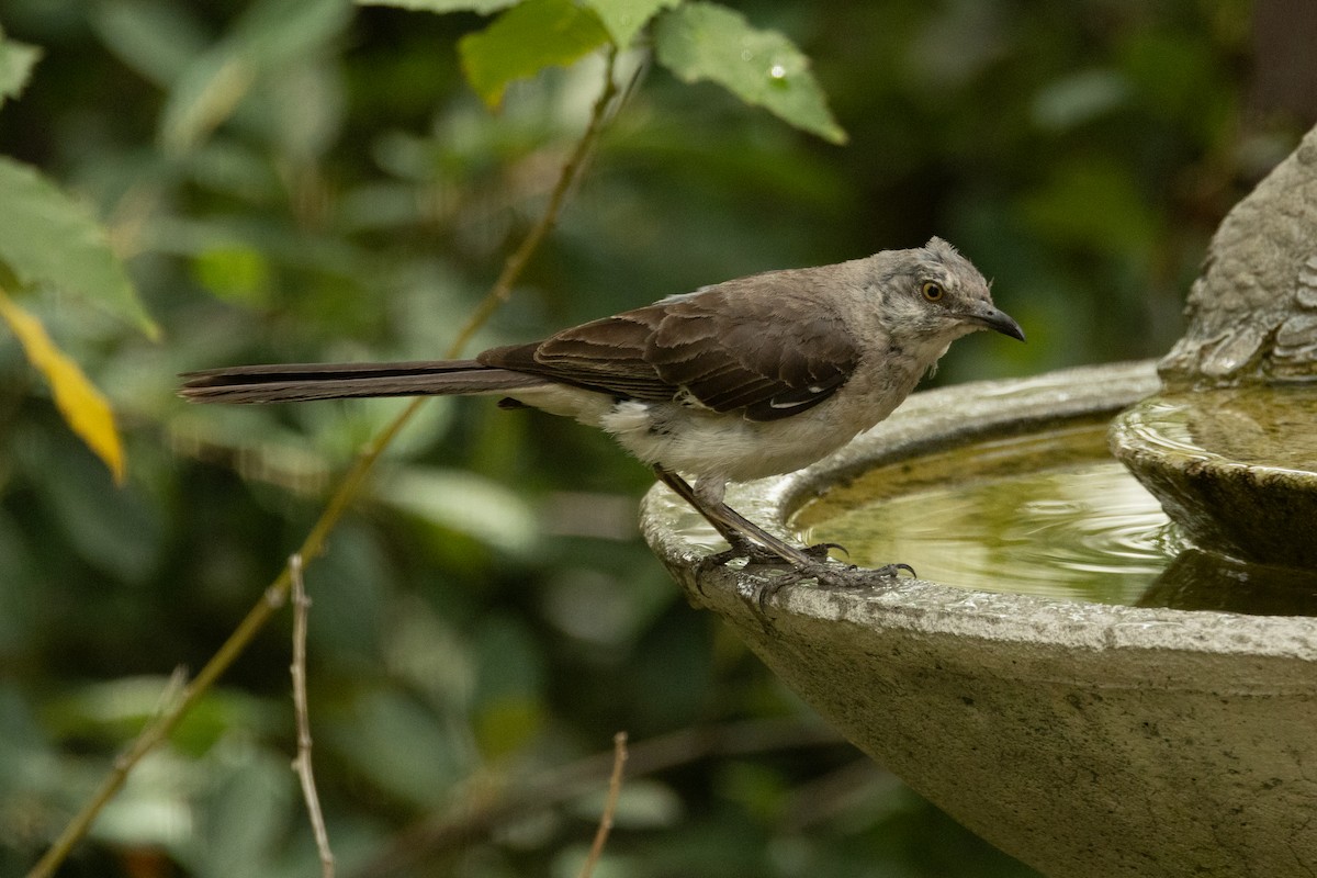 Northern Mockingbird - ML622130939