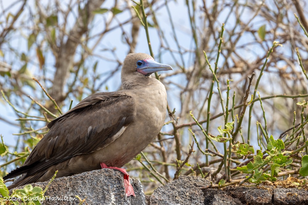 Fou à pieds rouges - ML622130976