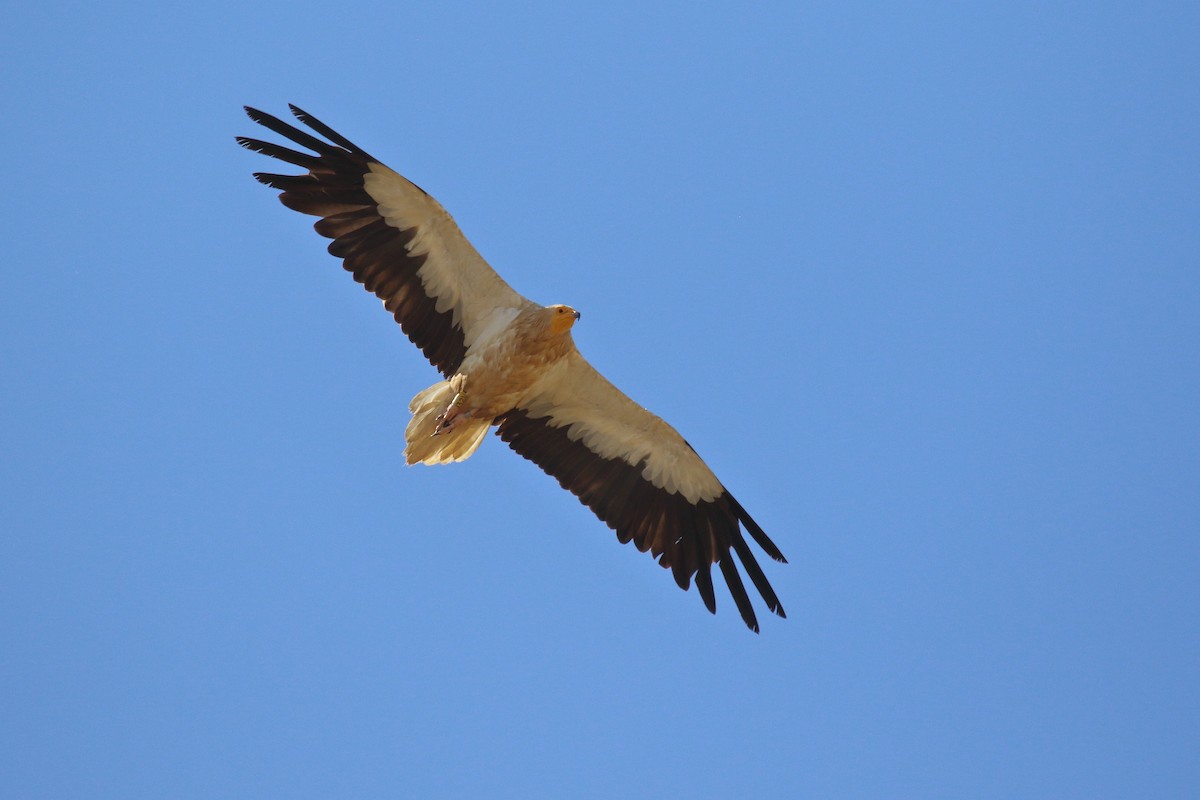 Egyptian Vulture - Juan Carlos Albero