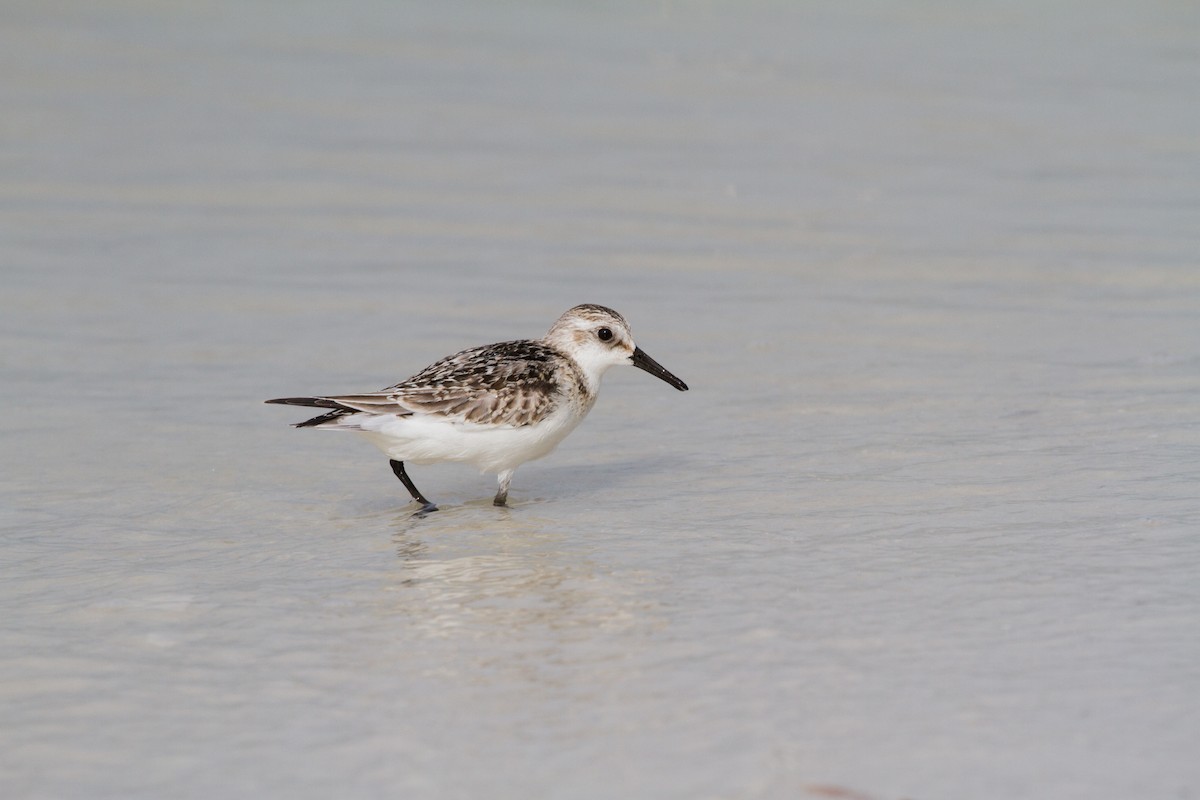 Sanderling - Nancy Davis