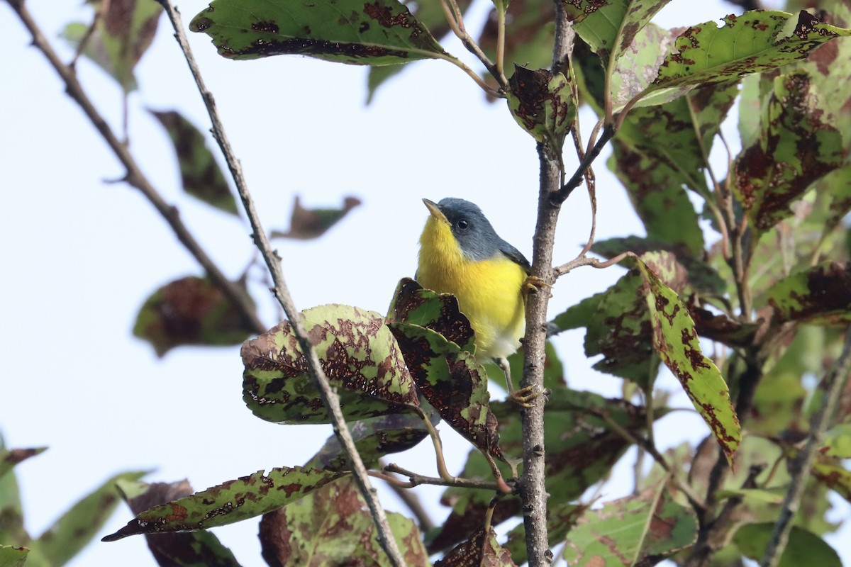 Tropical Parula - John van Dort