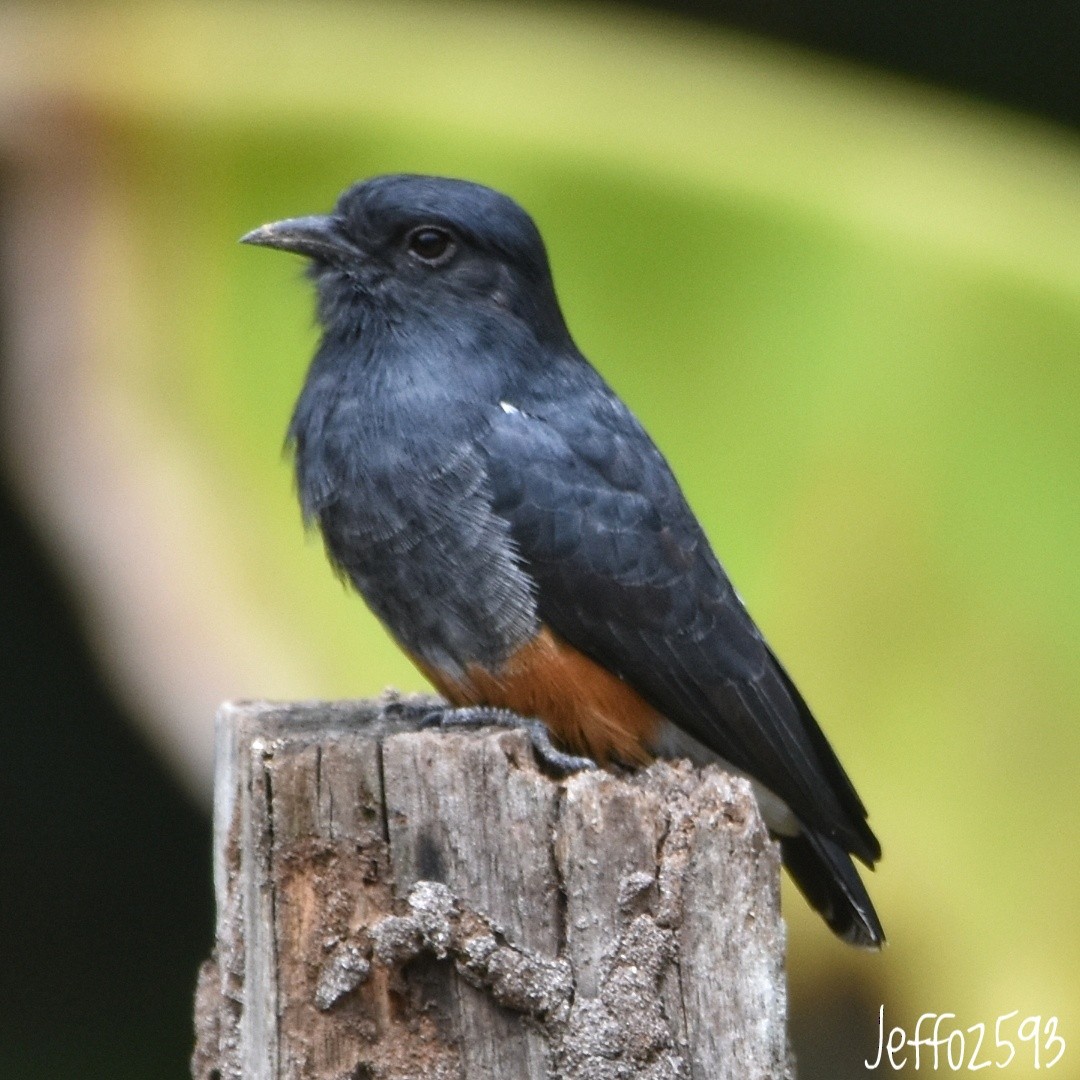 Buco Golondrina - ML622131019