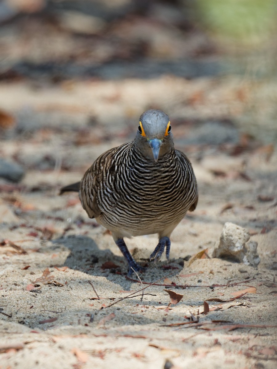 スンダチョウショウバト - ML622131025