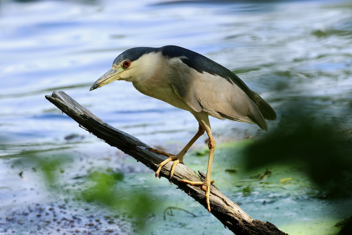 Black-crowned Night Heron - ML622131034