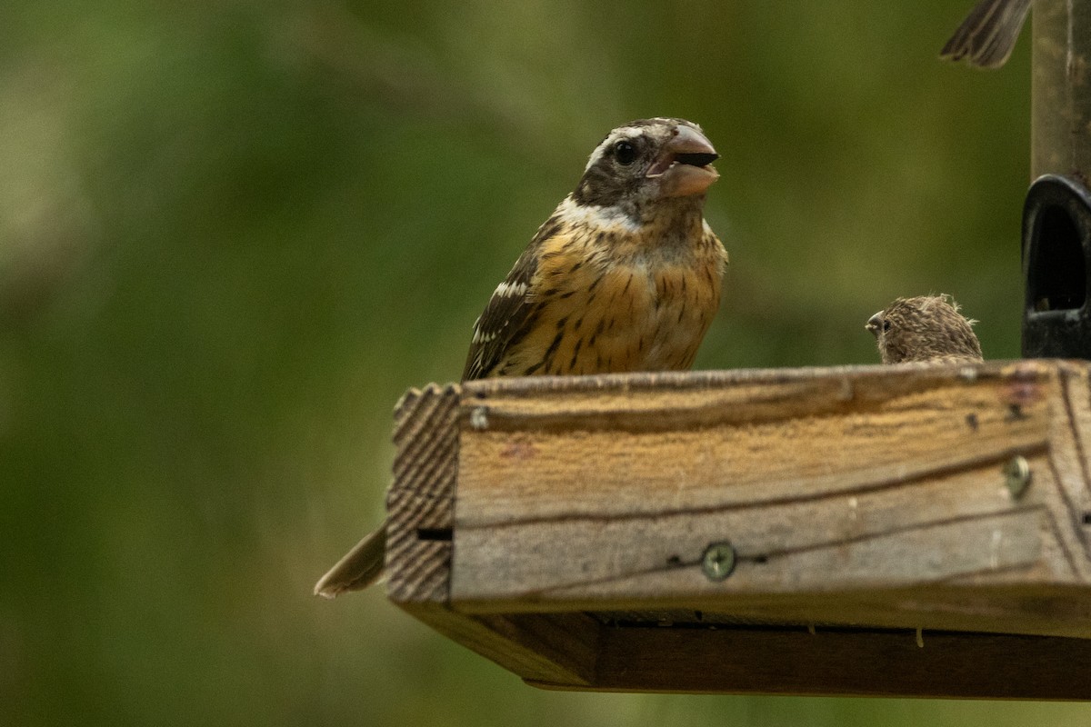 Black-headed Grosbeak - Robert Raffel
