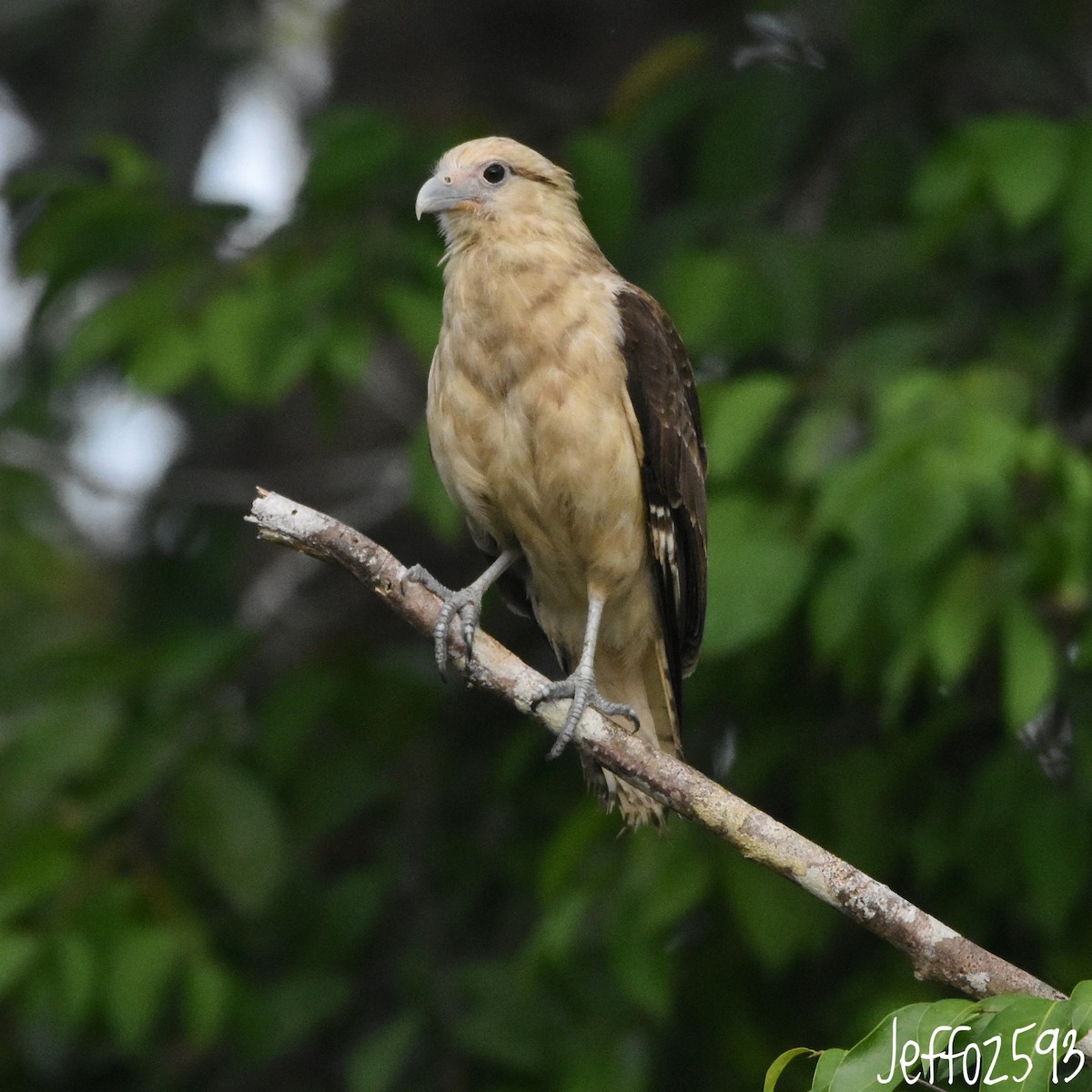 Yellow-headed Caracara - ML622131045