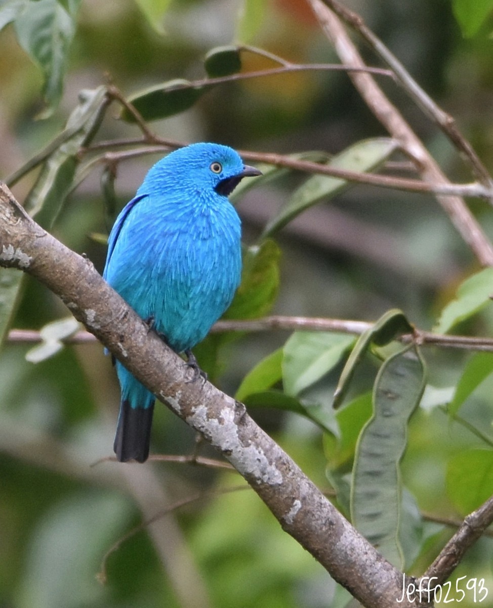 Plum-throated Cotinga - ML622131056