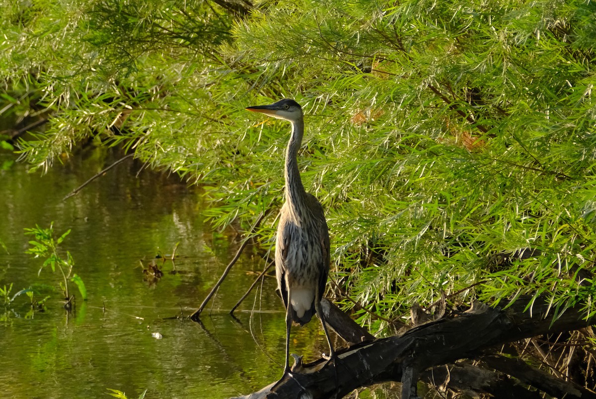 Great Blue Heron - ML622131059