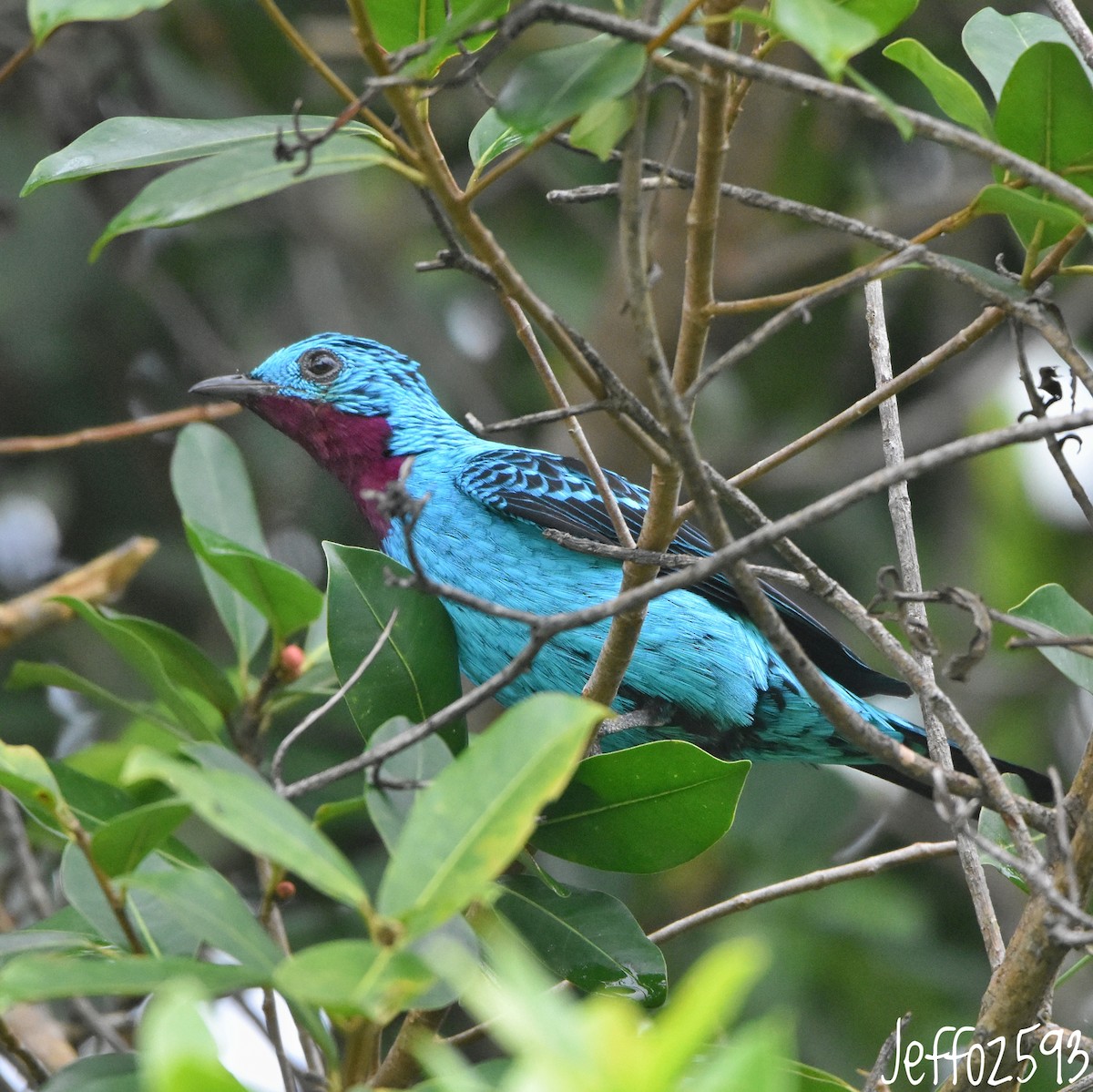 Spangled Cotinga - ML622131068