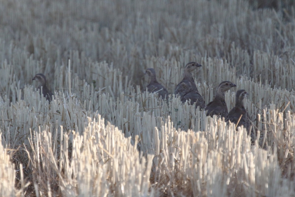 Red-legged Partridge - ML622131072