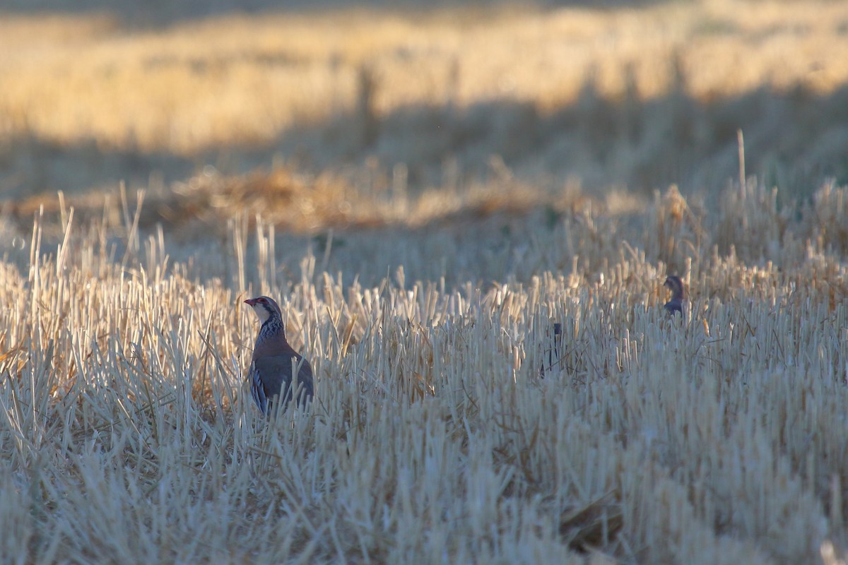 Red-legged Partridge - ML622131073