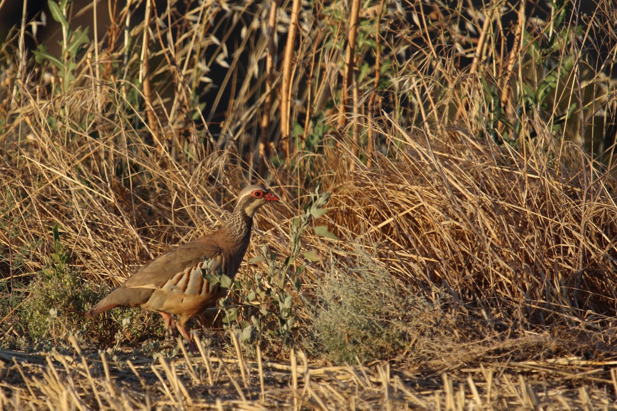 Red-legged Partridge - ML622131074