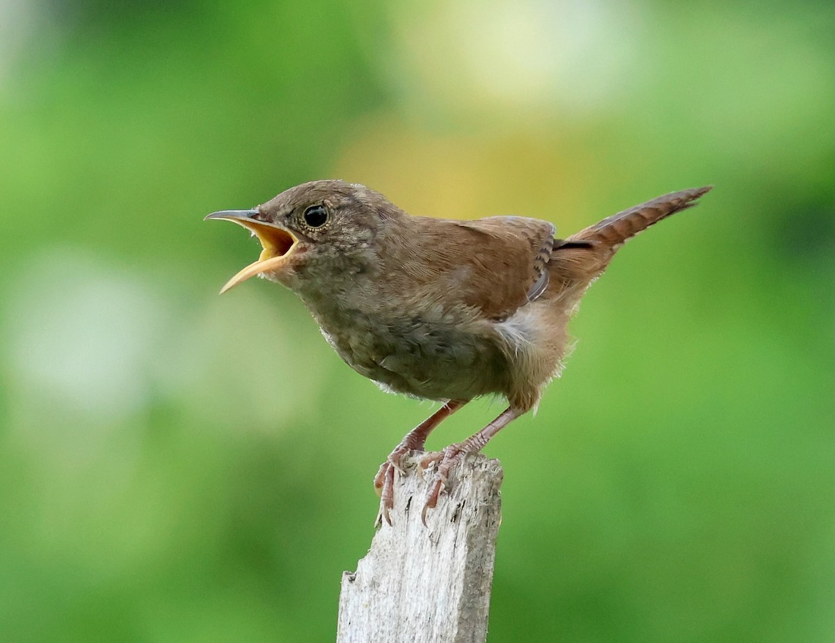 House Wren - ML622131079