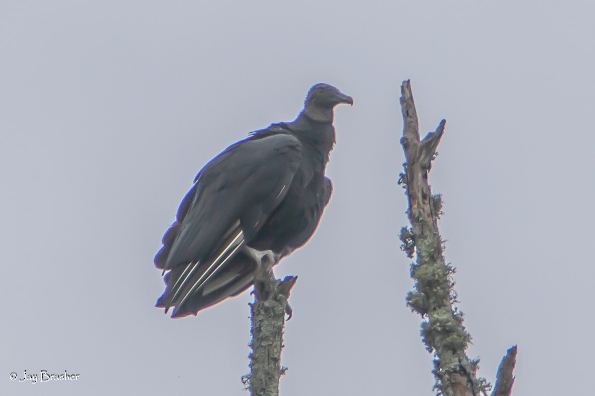 Black Vulture - ML622131080