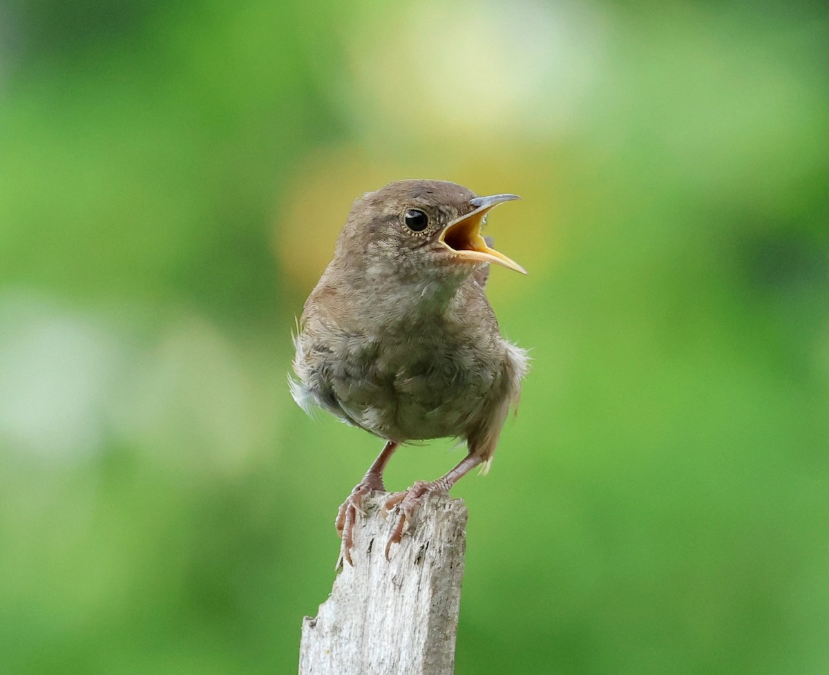 House Wren - ML622131081