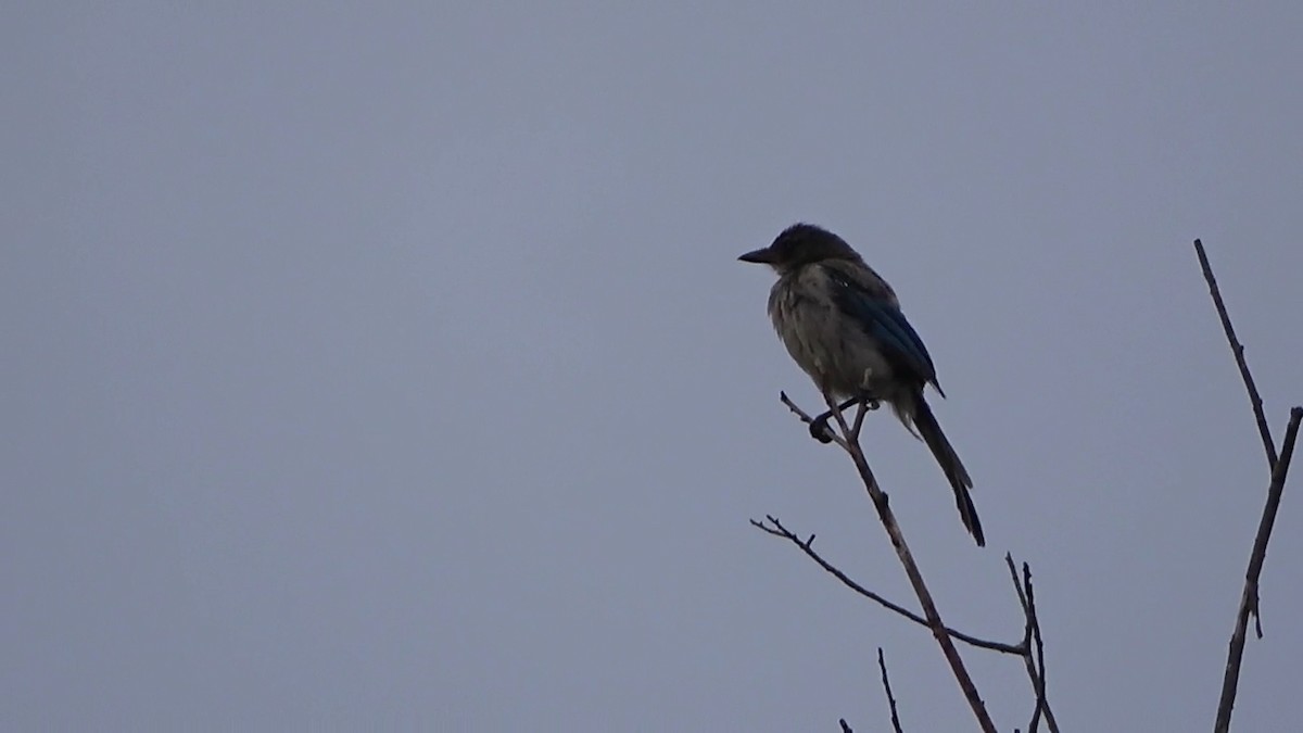 California Scrub-Jay - ML622131082