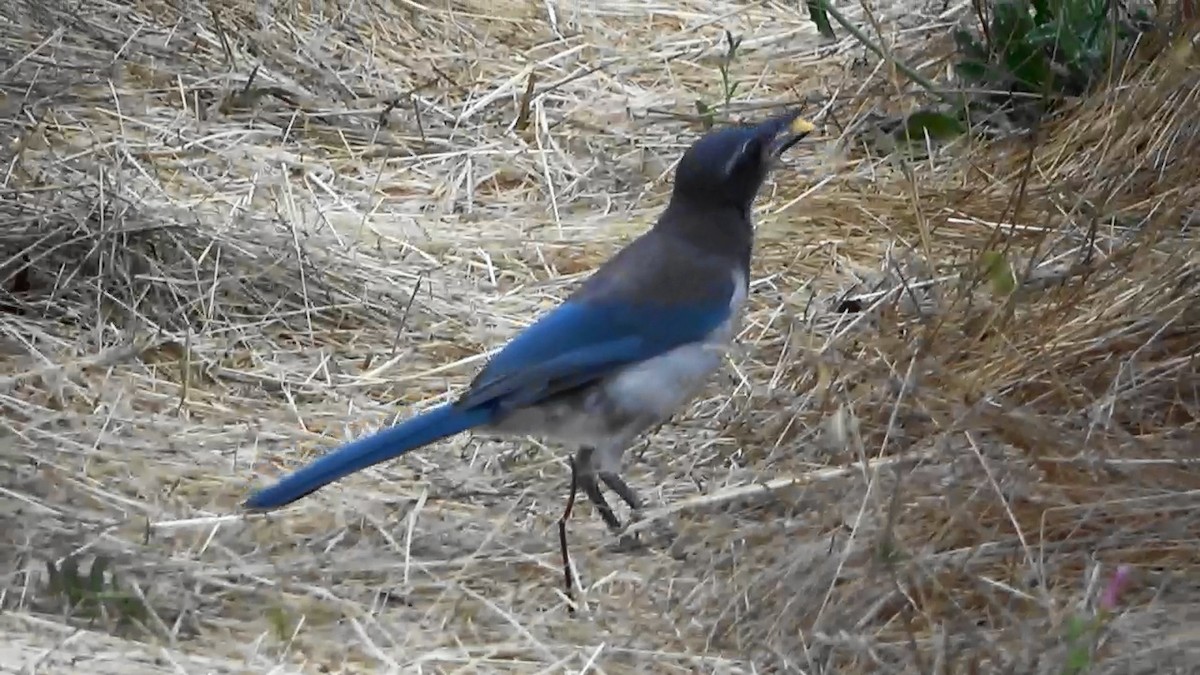 California Scrub-Jay - ML622131083