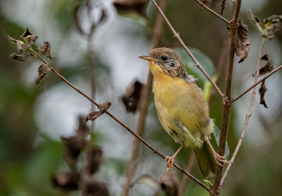 Common Yellowthroat - ML622131084