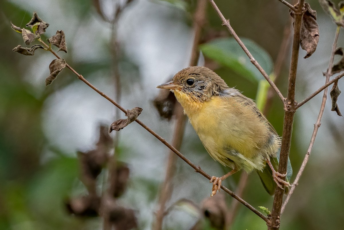 Common Yellowthroat - ML622131085