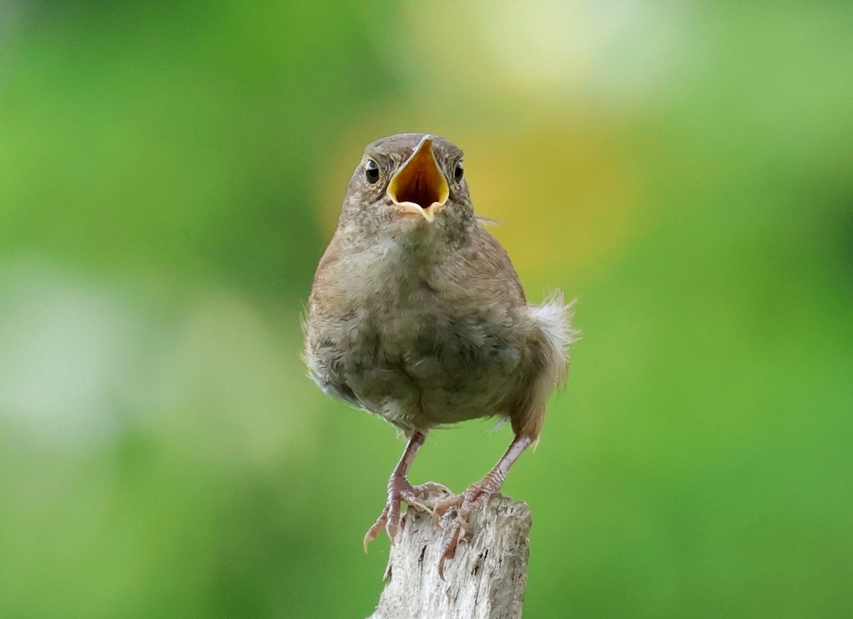 House Wren - ML622131086