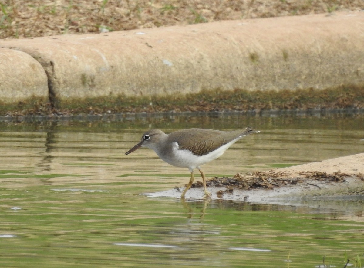 Spotted Sandpiper - ML622131087