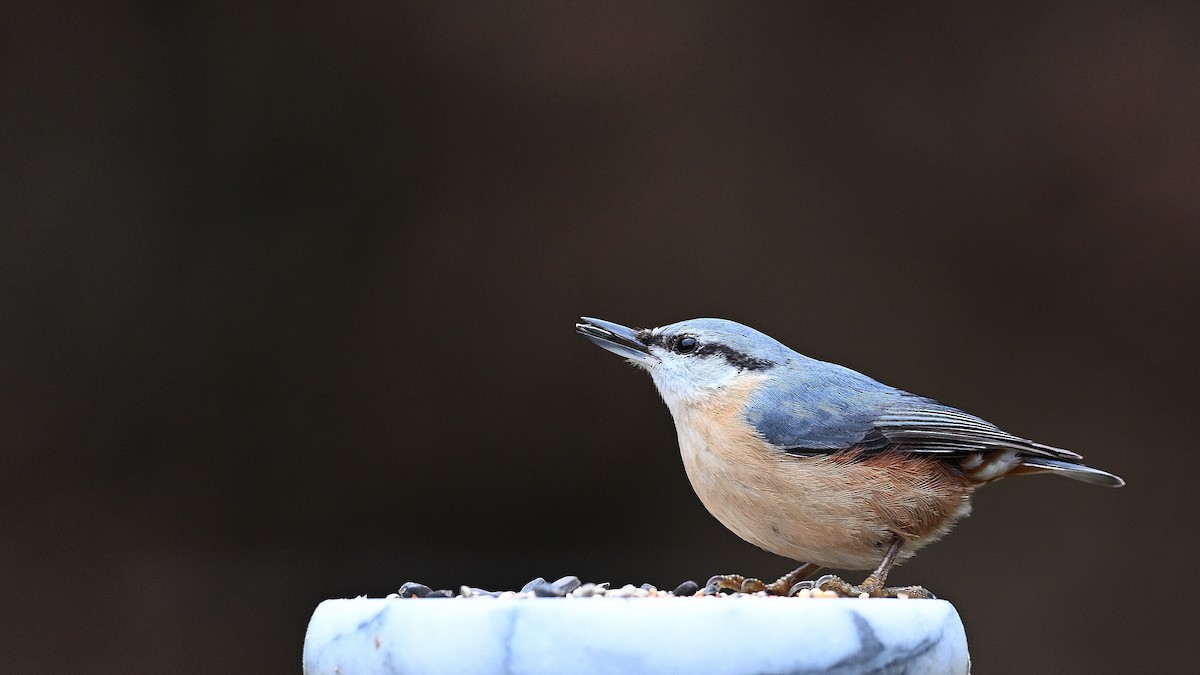 Eurasian Nuthatch - ML622131089