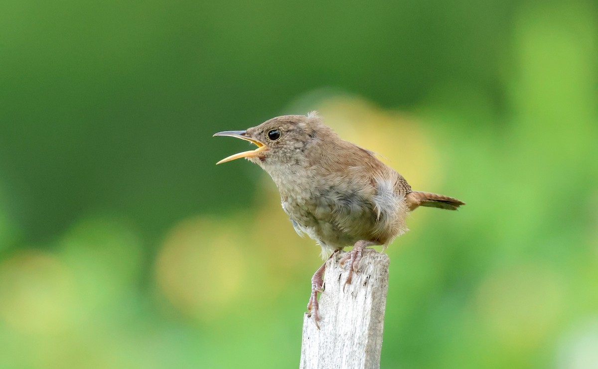 House Wren - ML622131090