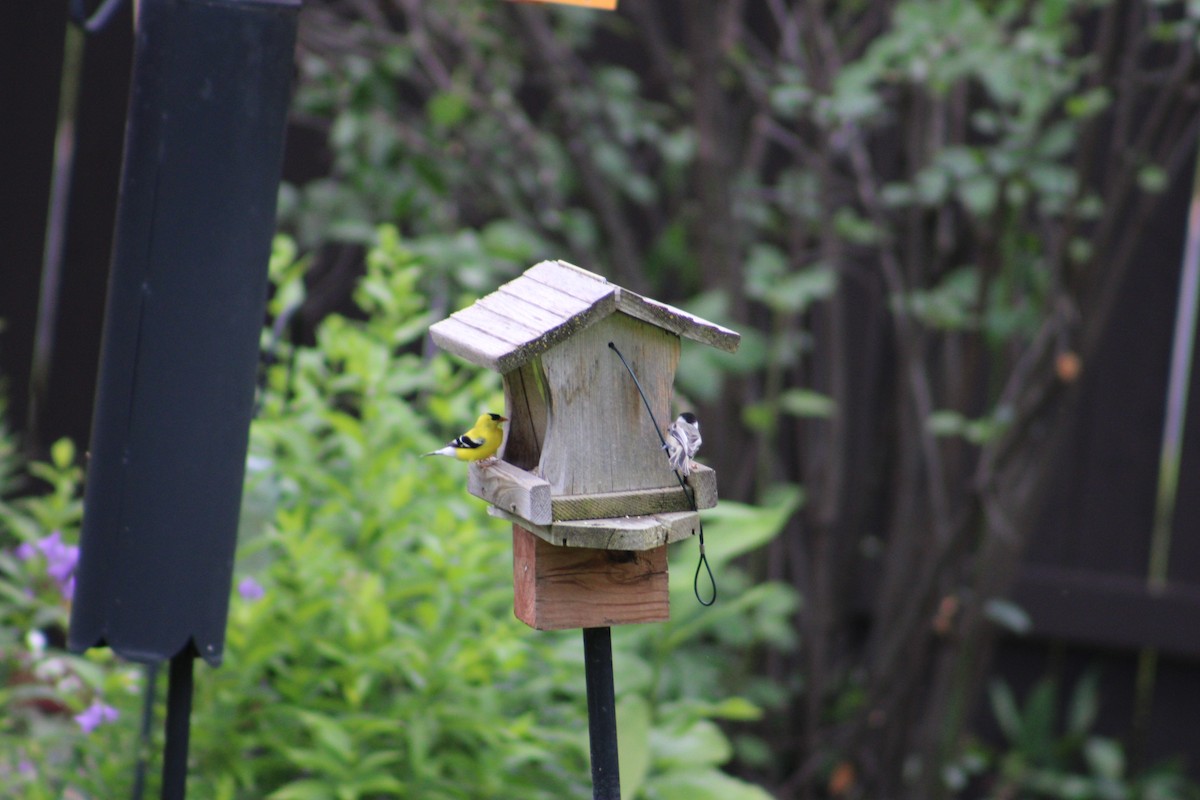 American Goldfinch - ML622131091