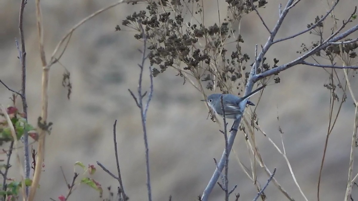 Blue-gray Gnatcatcher - ML622131092