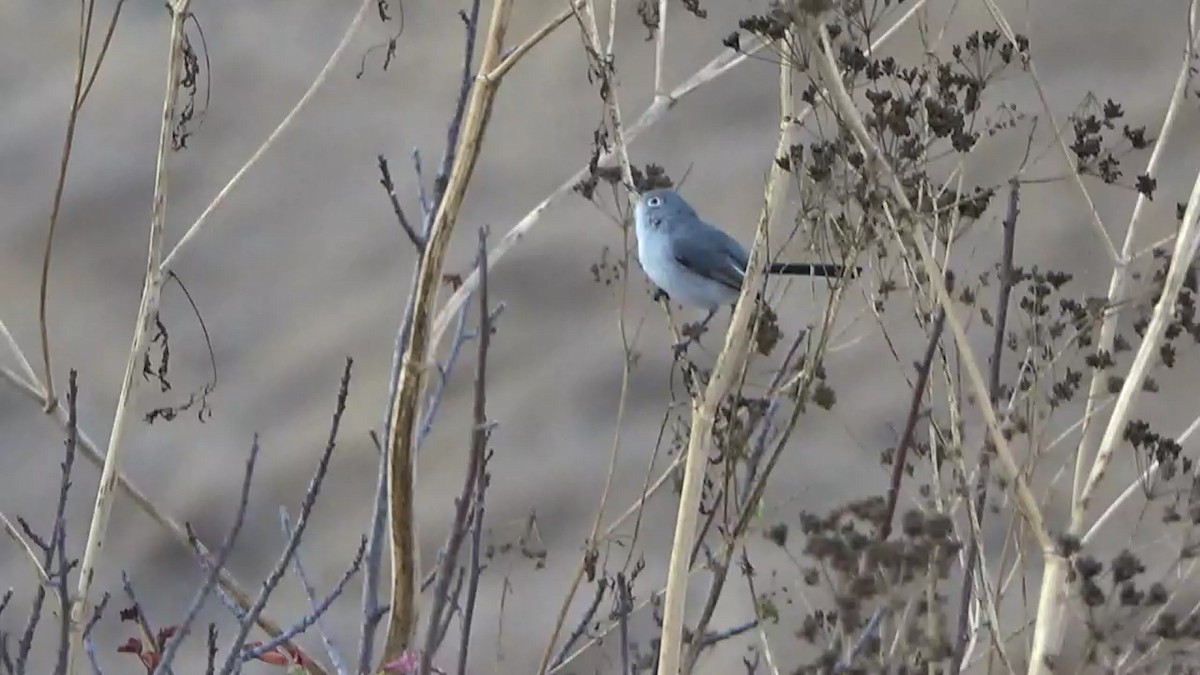 Blue-gray Gnatcatcher - ML622131093