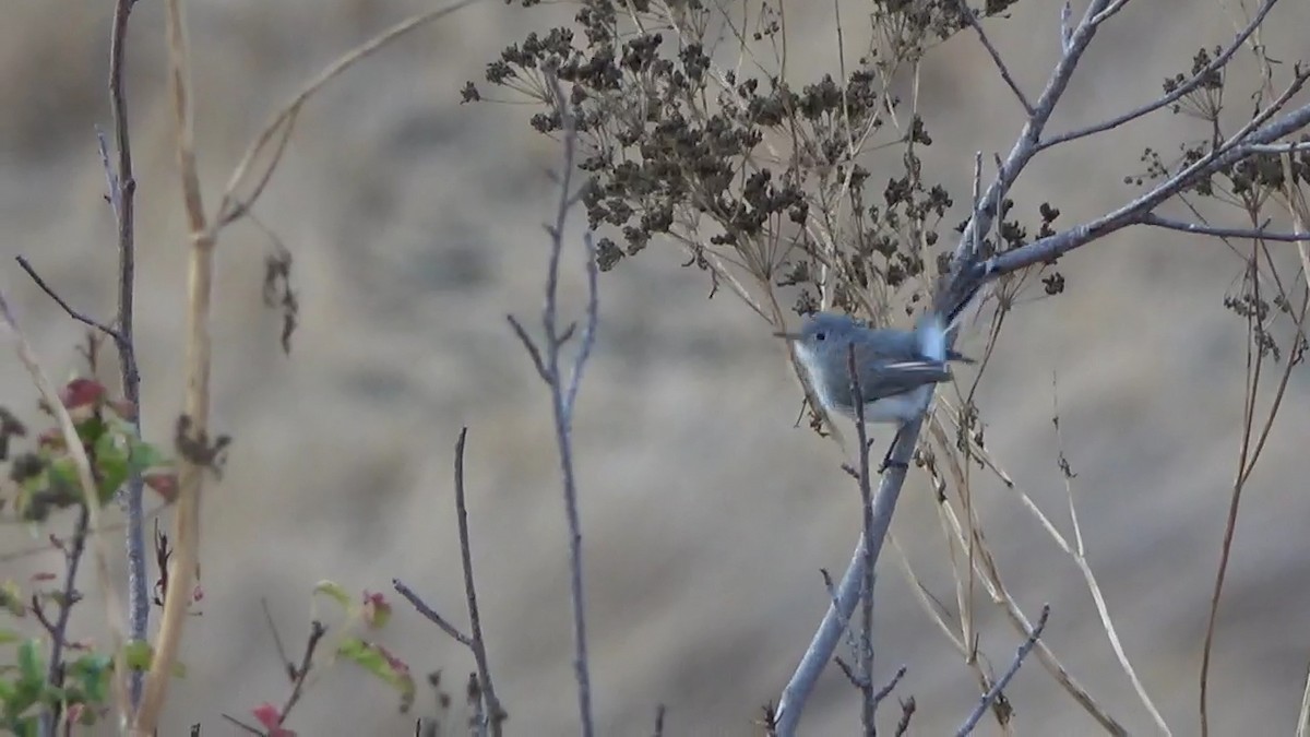 Blue-gray Gnatcatcher - ML622131094