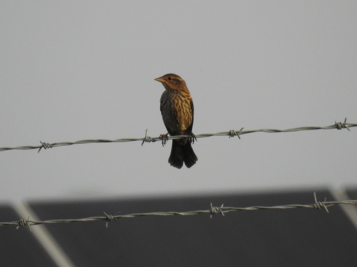 Red-winged Blackbird - ML622131095