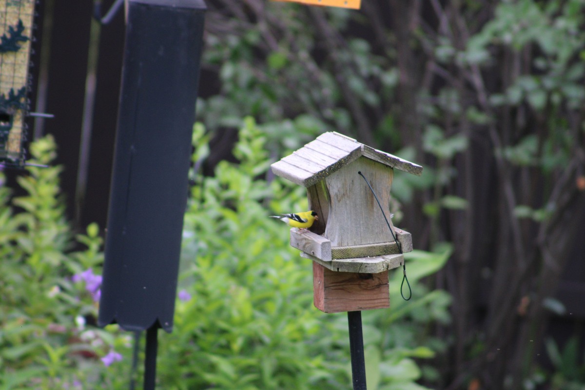 American Goldfinch - ML622131096