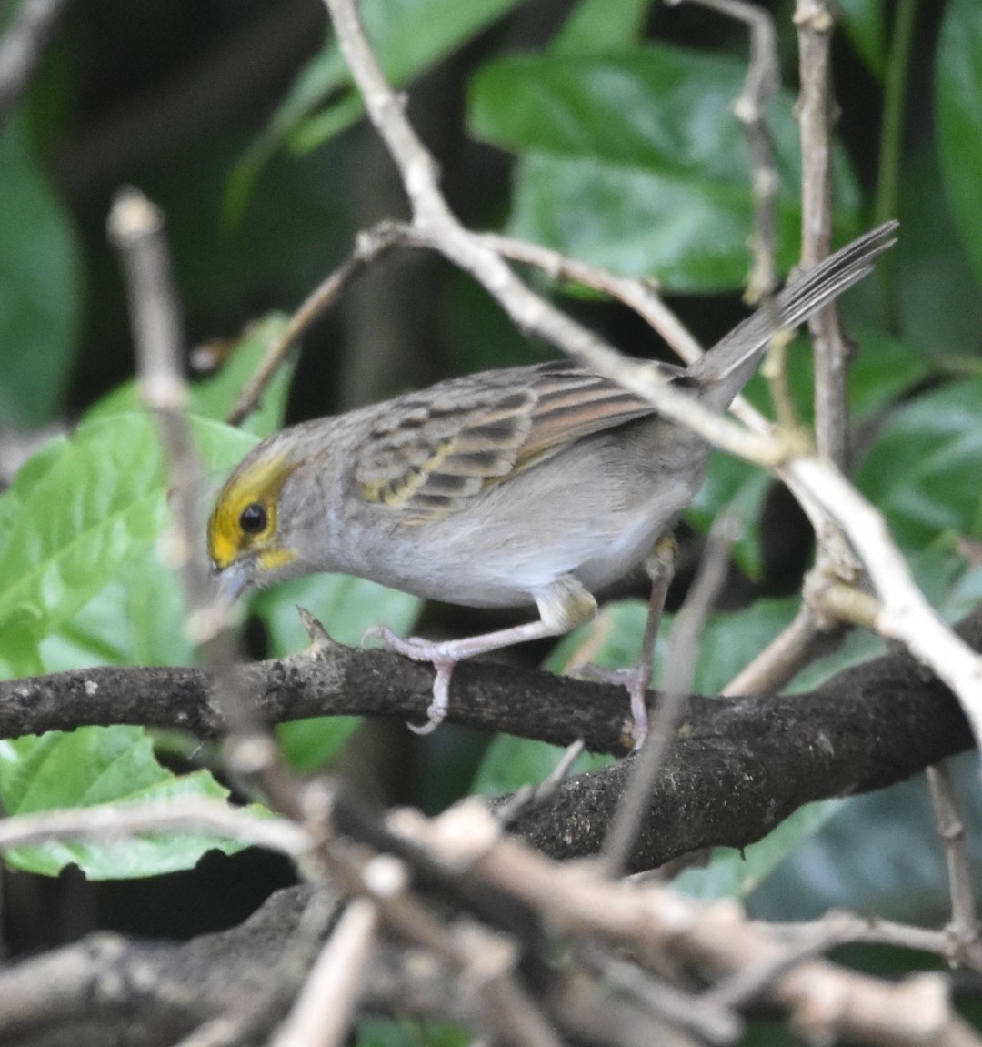 Yellow-browed Sparrow - ML622131097