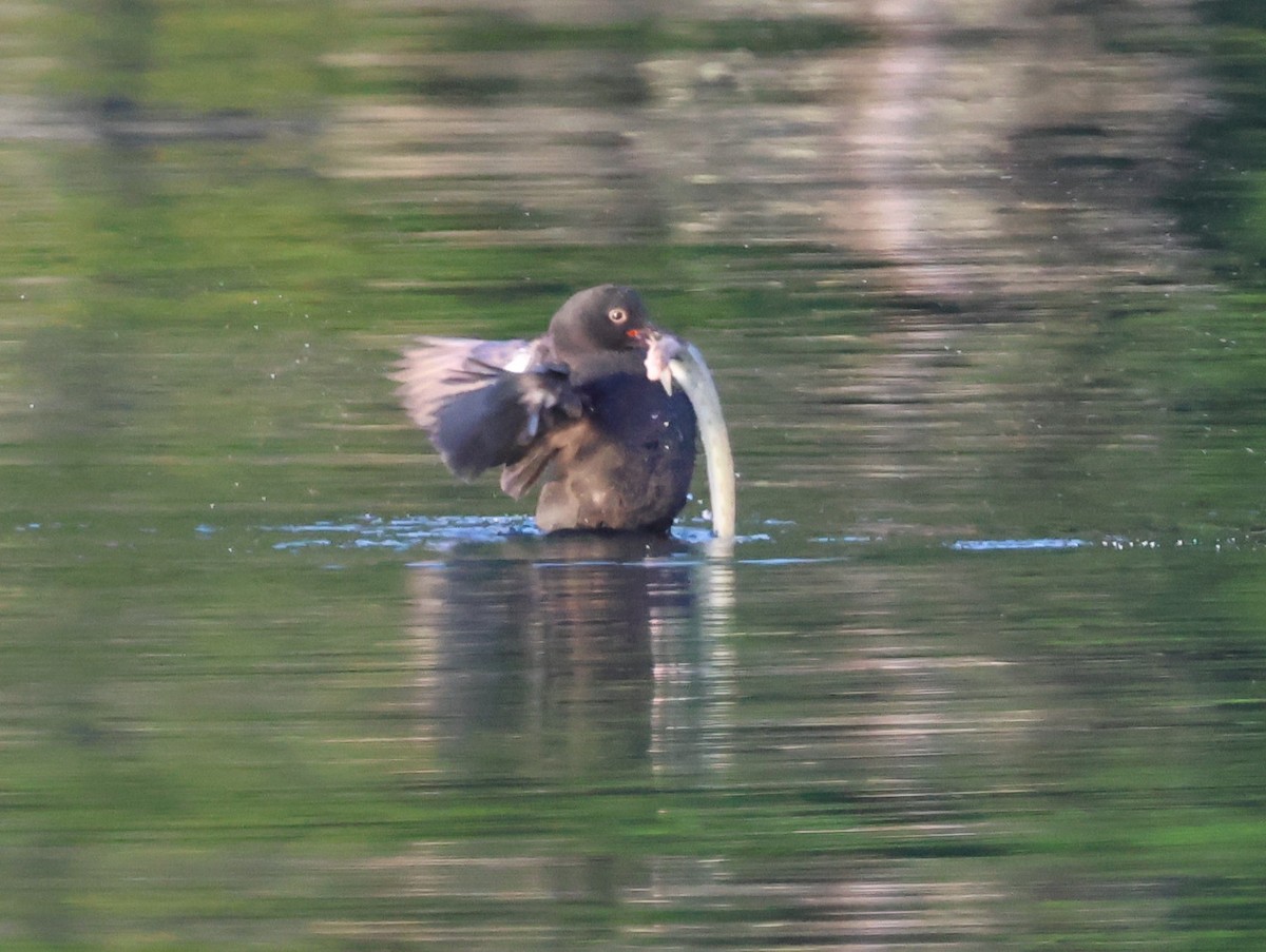 Pigeon Guillemot - ML622131098