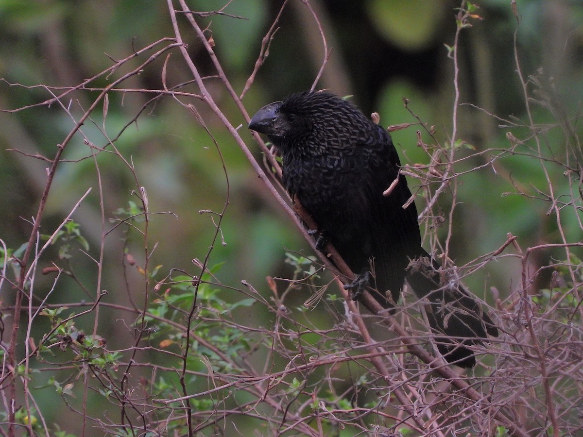 Smooth-billed Ani - ML622131099