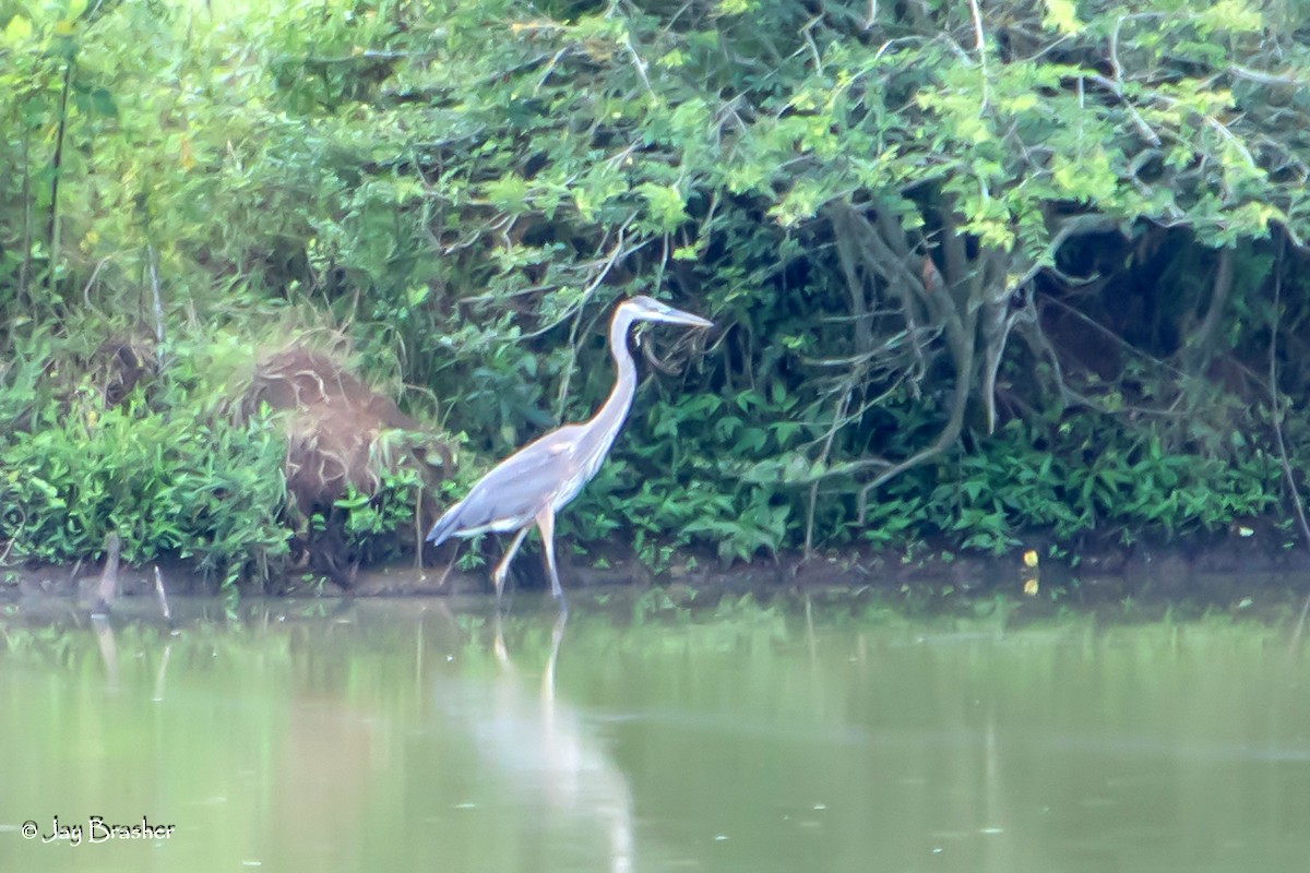 Great Blue Heron - ML622131100