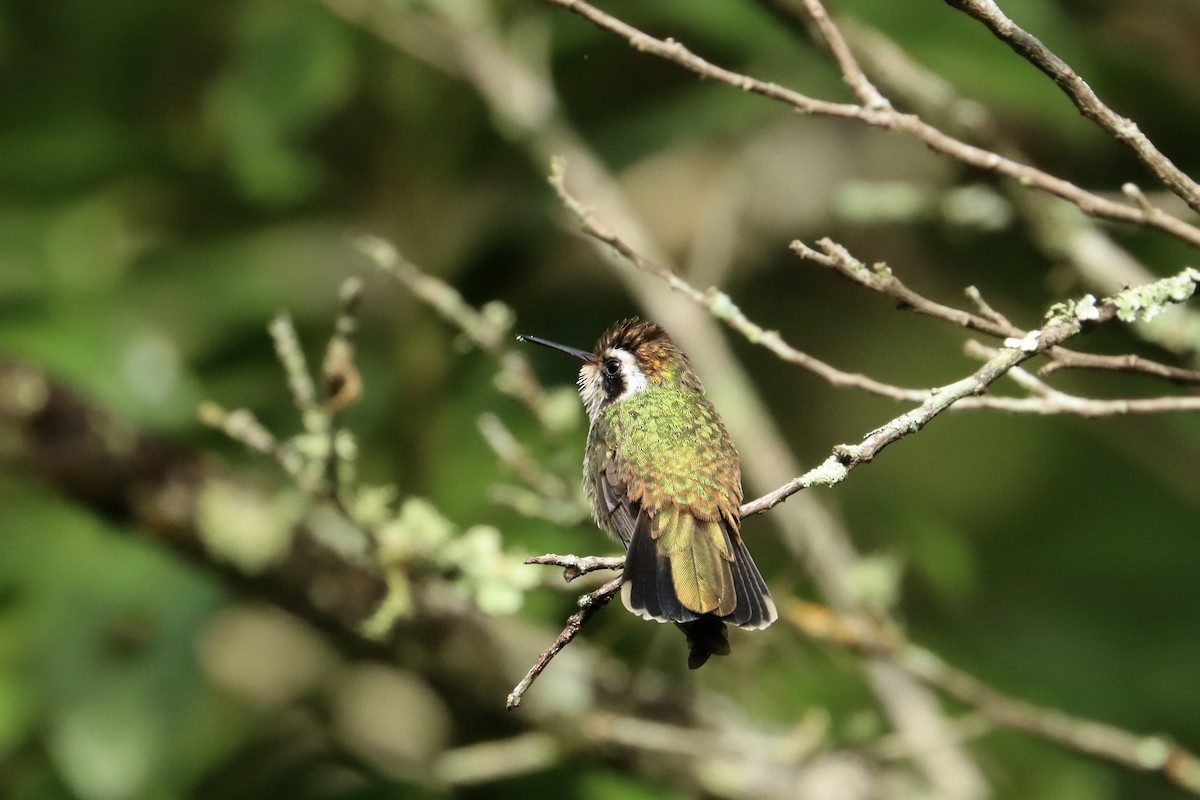 White-eared Hummingbird - ML622131101