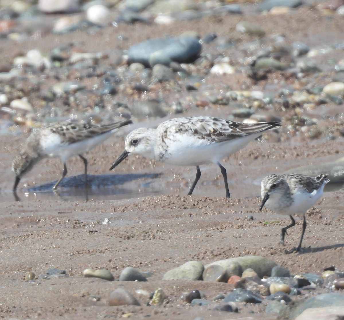 Bécasseau sanderling - ML622131102