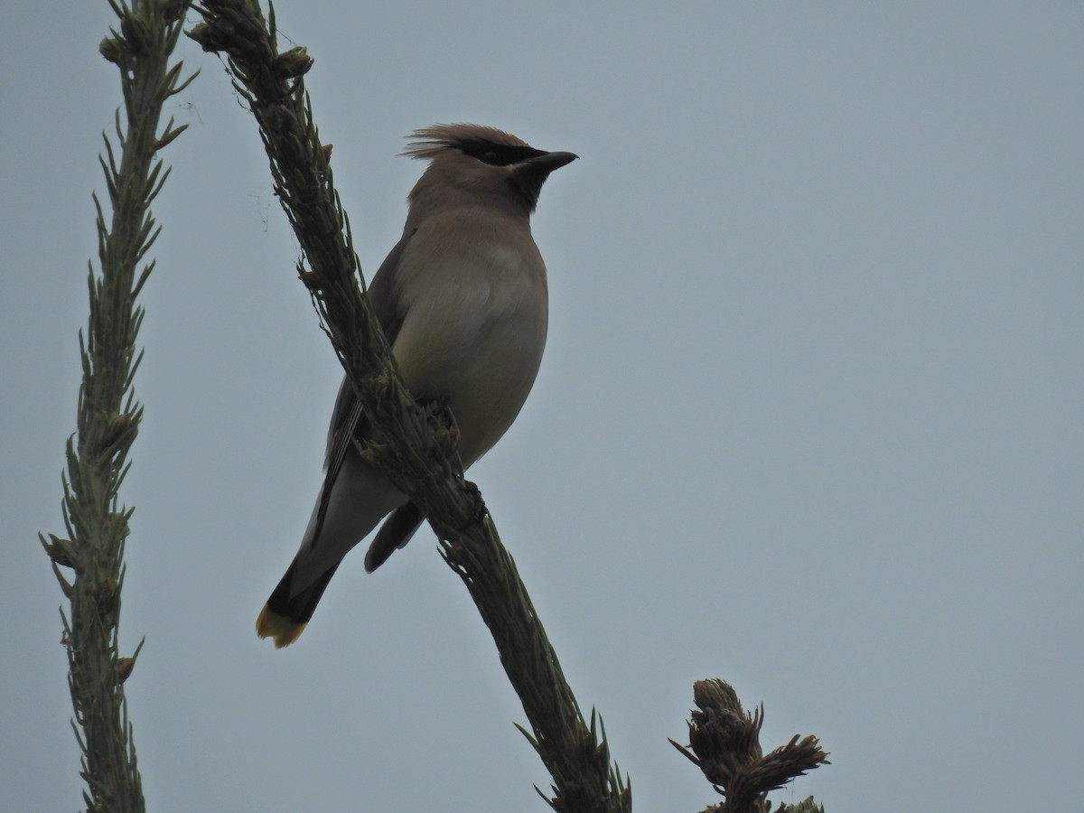 Cedar Waxwing - ML622131103