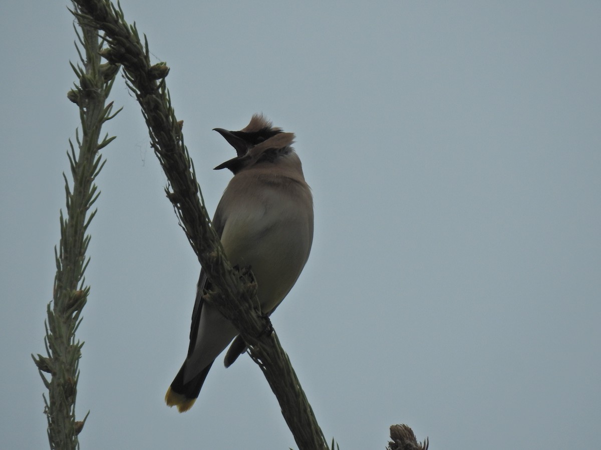 Cedar Waxwing - ML622131104