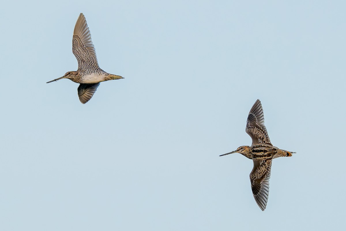 Wilson's Snipe - ML622131107