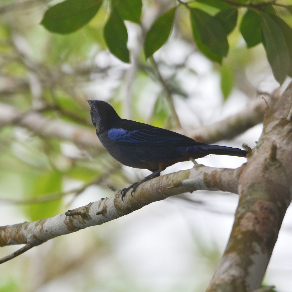 Opal-rumped Tanager (Opal-rumped) - ML622131110