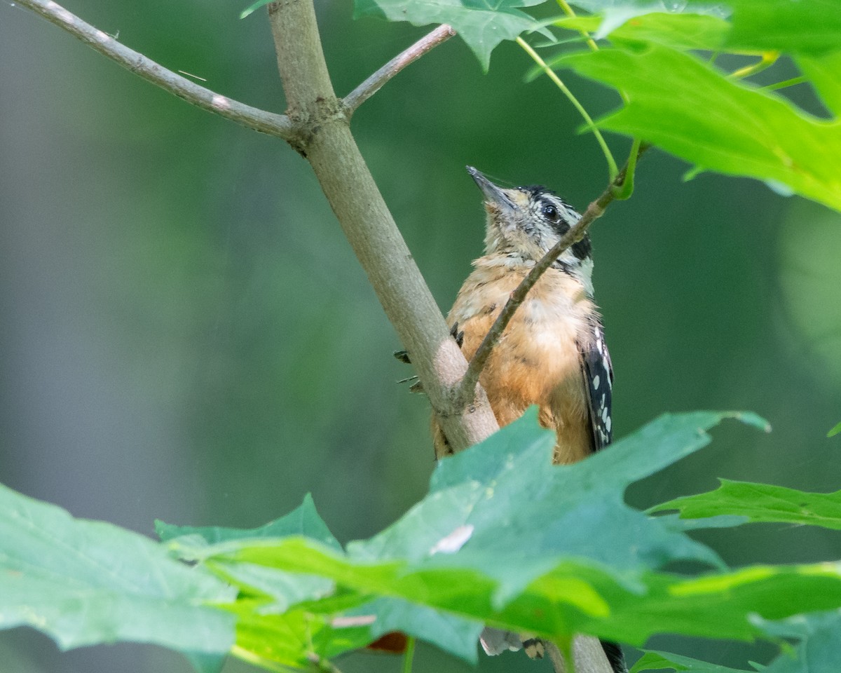 Downy Woodpecker - ML622131119