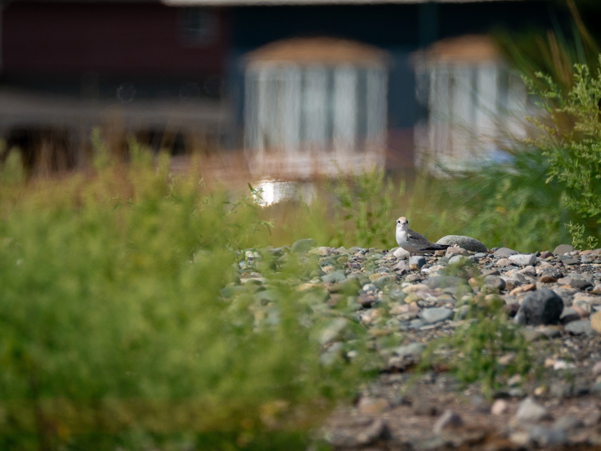 Least Tern - ML622131121