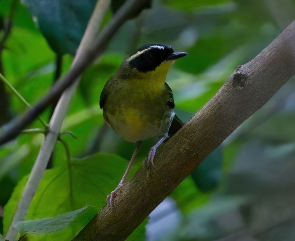 Yellow-throated Scrubwren - ML622131122