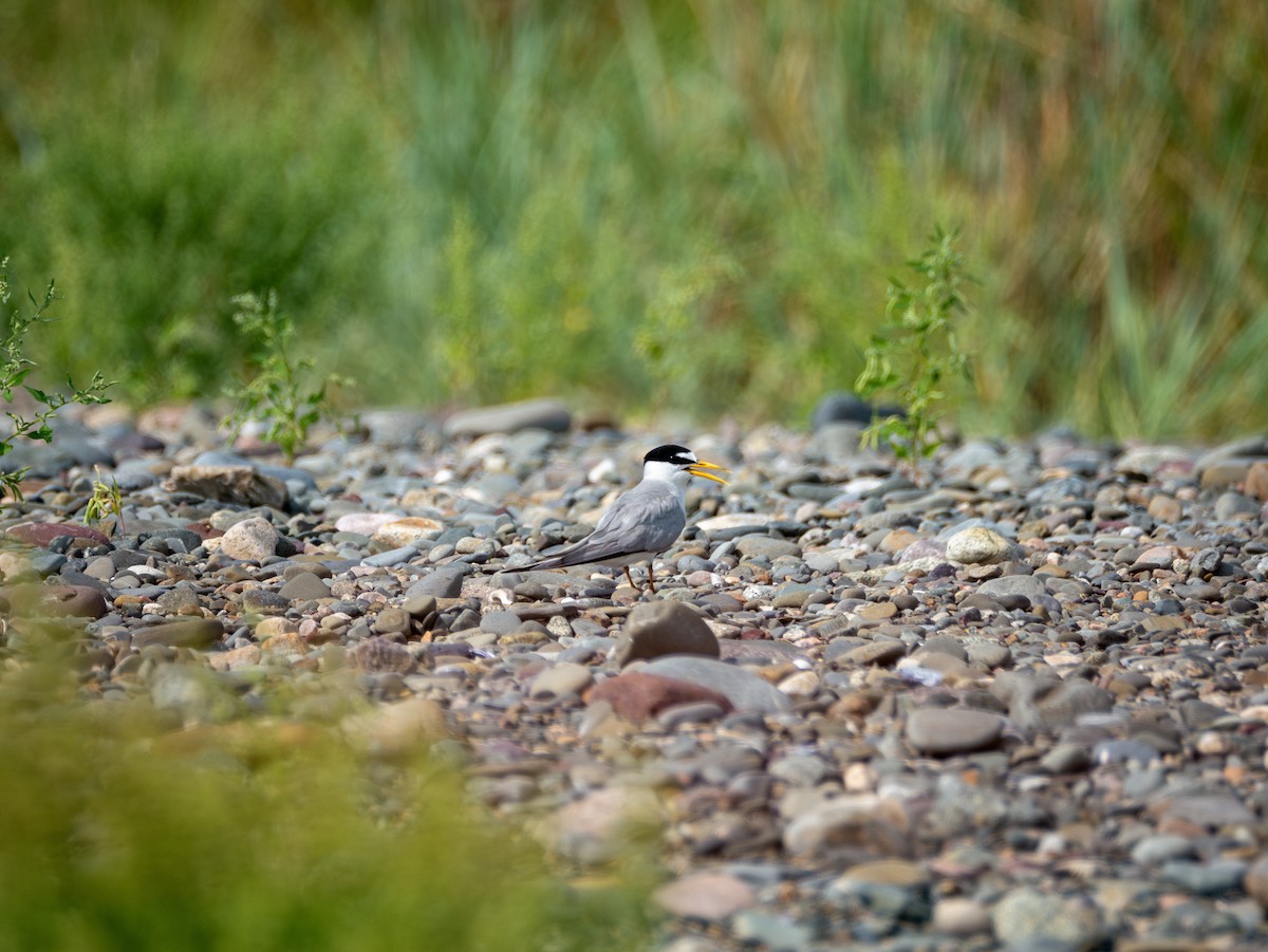 Least Tern - ML622131123