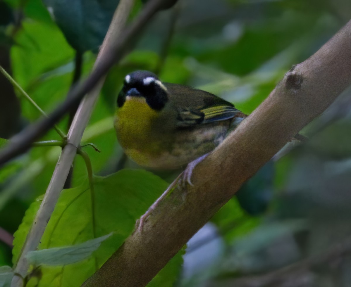 Yellow-throated Scrubwren - Steven McBride