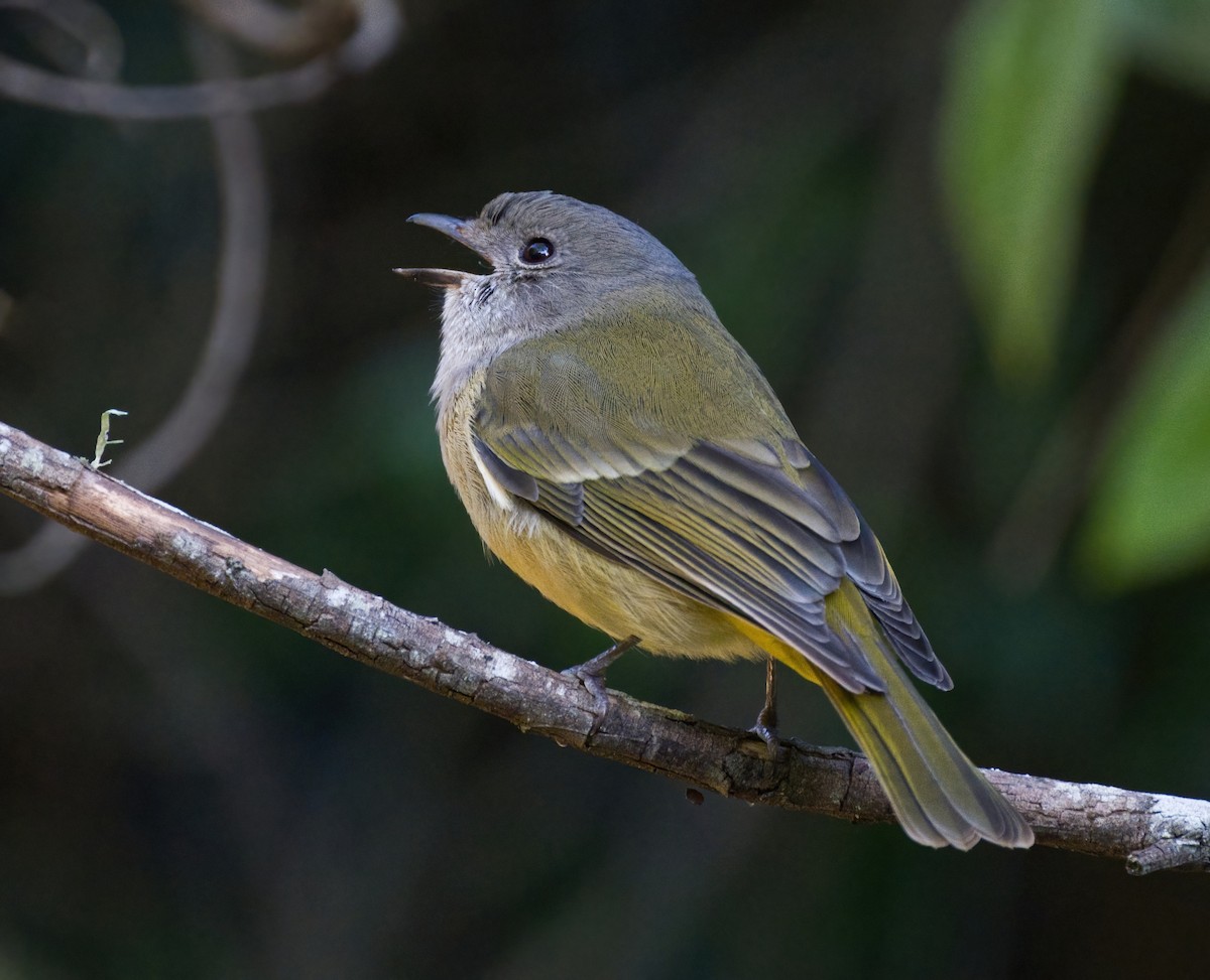 Golden Whistler - ML622131132