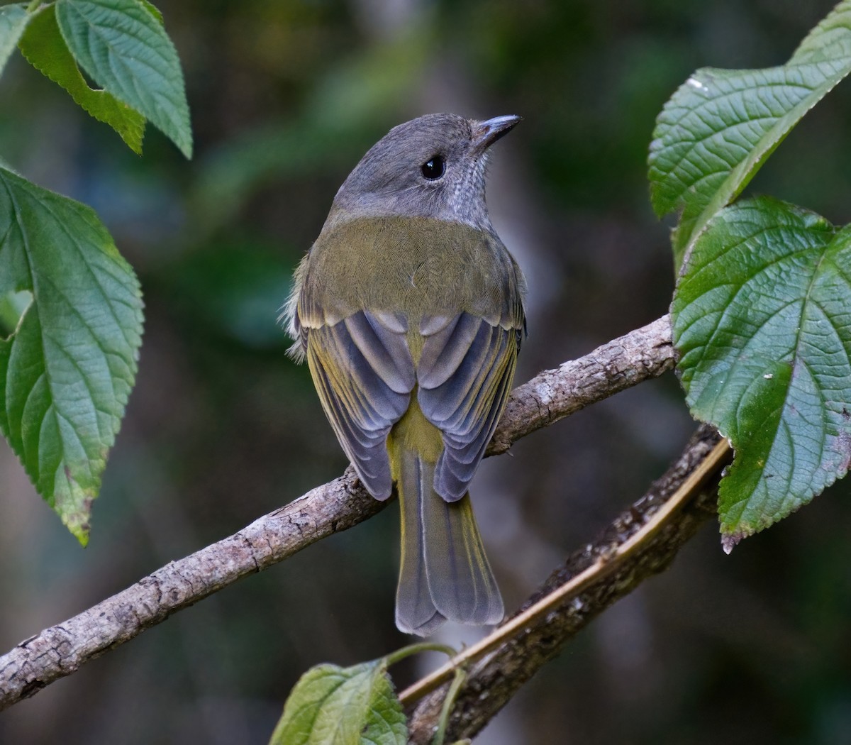 Golden Whistler - Steven McBride